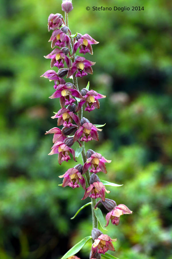 Epipactis helleborine e E. atrorubens